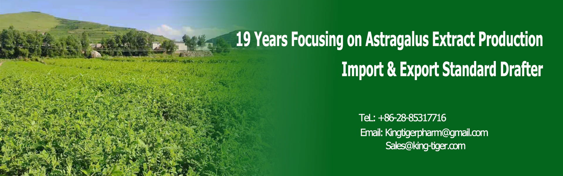 King-tiger astragalus raw-material farm supplying astragaloside IV and cycloastragenol
