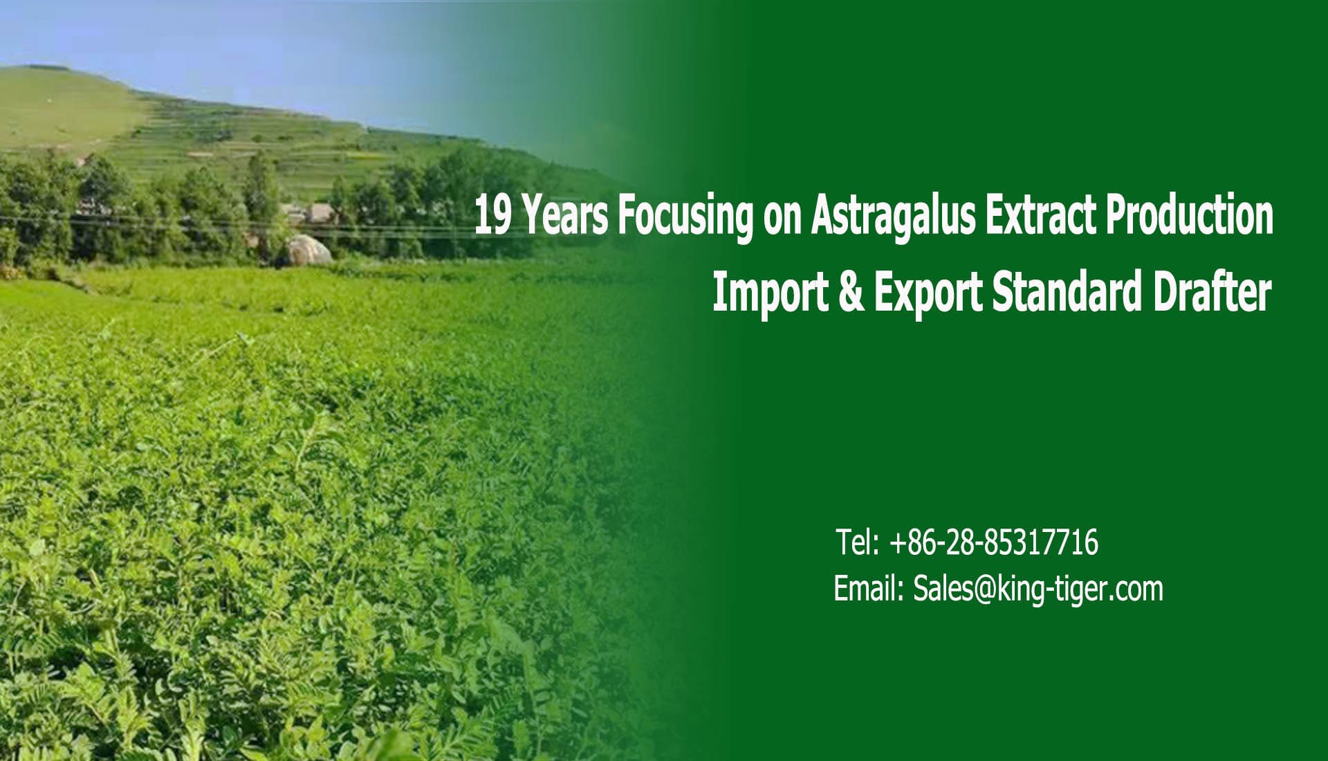King-tiger astragalus raw-material farm supplying astragaloside IV and cycloastragenol